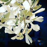 Gingko Chandelier F USE White and Gold